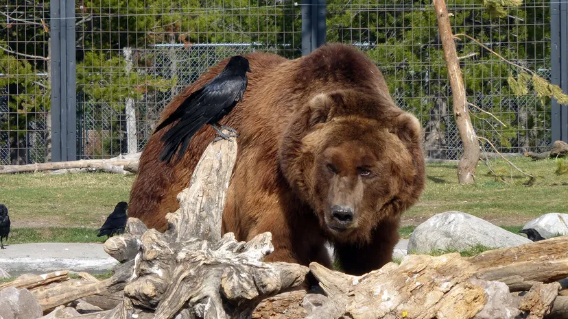 Grizzly & Wolf Discovery Center